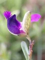 Polygala rehmannii