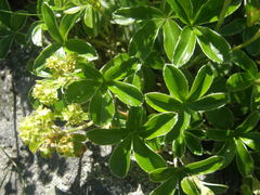 Alchemilla saxatilis