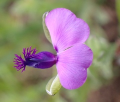 Polygala rehmannii
