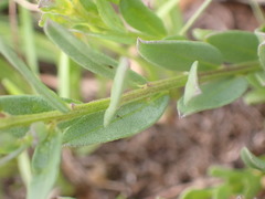 Polygala rehmannii