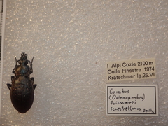 Carabus fairmairei