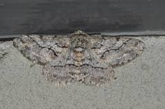 Megabiston plumosaria