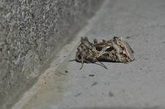 Thysanoplusia daubei