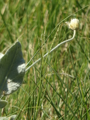 Pfaffia gnaphalioides