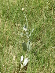 Pfaffia gnaphalioides