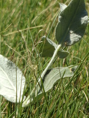 Pfaffia gnaphalioides