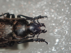 Carabus pedemontanus omensis