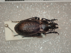 Carabus pedemontanus omensis