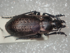 Carabus pedemontanus omensis