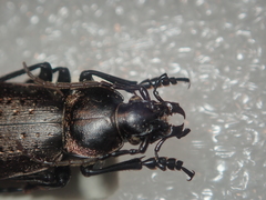 Carabus pedemontanus omensis