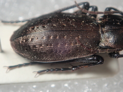 Carabus pedemontanus omensis