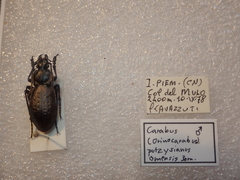 Carabus pedemontanus omensis