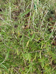 Olearia lineata