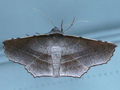 Oenochroma vetustaria