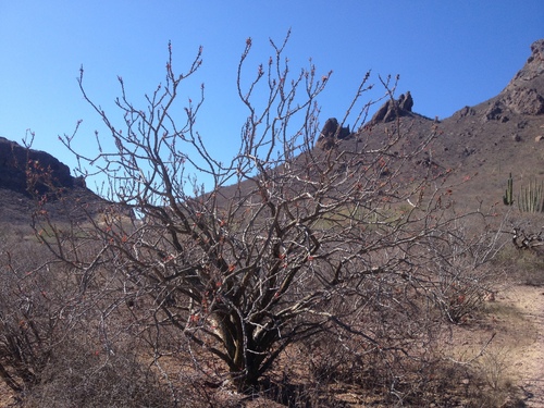 Mexican tree ocotillo