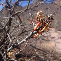 Fouquieria macdougalii