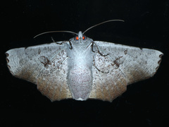 Oenochroma vetustaria