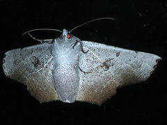 Oenochroma vetustaria