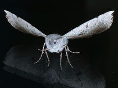 Oenochroma vetustaria