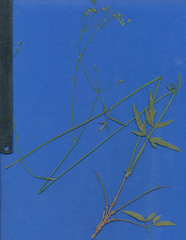 Donnellsmithia guatemalensis