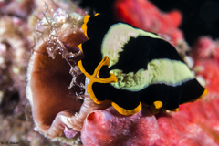 Pseudoceros dimidiatus