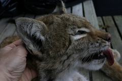Lynx lynx lynx