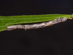 Scioglyptis lyciaria