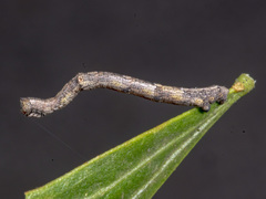 Scioglyptis lyciaria