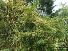 Cuscuta japonica