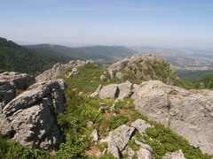 Alchemilla saxatilis