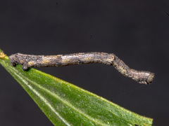 Scioglyptis lyciaria