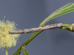 Scioglyptis lyciaria