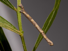 Scioglyptis lyciaria