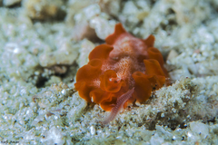 Phrikoceros