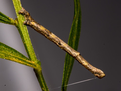 Scioglyptis lyciaria