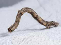 Scioglyptis lyciaria