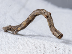 Scioglyptis lyciaria