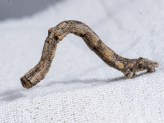 Scioglyptis lyciaria