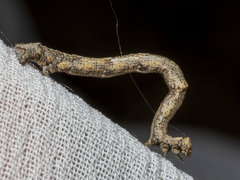 Scioglyptis lyciaria