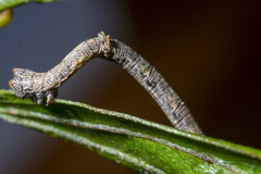 Scioglyptis lyciaria