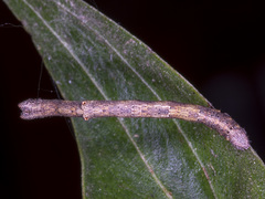 Scioglyptis lyciaria