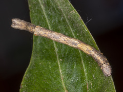 Scioglyptis lyciaria