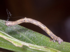 Scioglyptis lyciaria