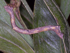 Scioglyptis lyciaria