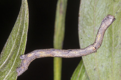 Scioglyptis lyciaria