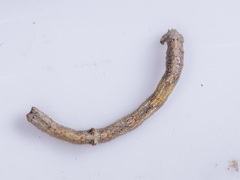 Scioglyptis lyciaria