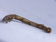 Scioglyptis lyciaria