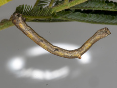 Scioglyptis lyciaria