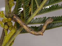 Scioglyptis lyciaria