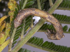 Scioglyptis lyciaria